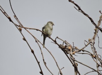 枝先で囀るウグイス