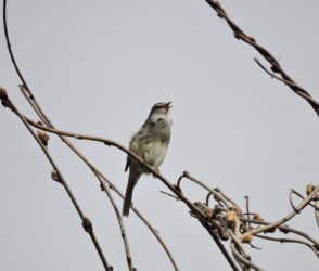 枝先で囀るウグイス