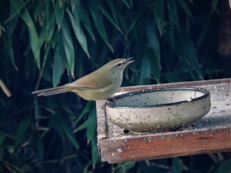 餌台に来たウグイス