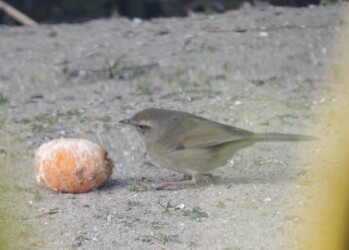 餌台に来たウグイス