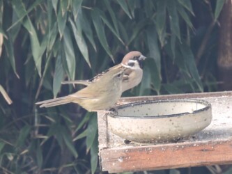 餌台に来たウグイス
