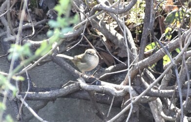 ブッシュにいるウグイス