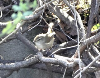 ブッシュにいるウグイス