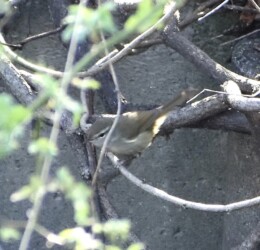 ブッシュにいるウグイス