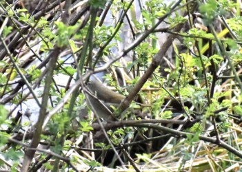 ブッシュにいるウグイス