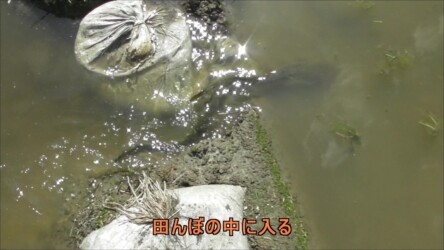 田んぼに入るオスとメス