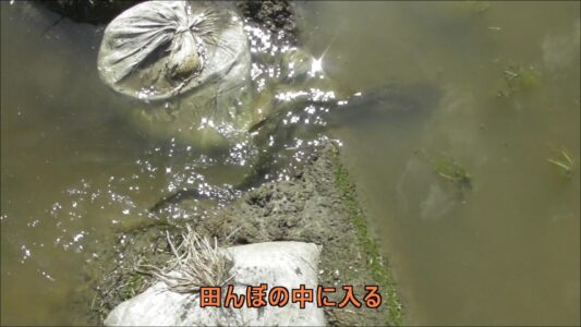 田んぼに入るオスとメス