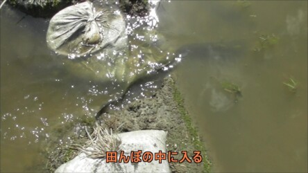 田んぼに入るオスとメス