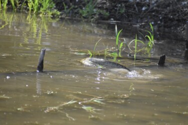 田んぼの柵を越えるナマズ