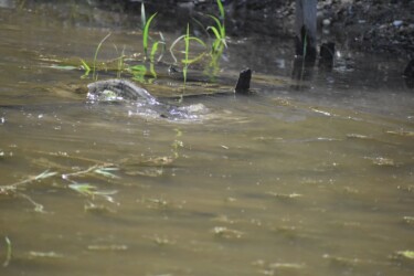 田んぼの柵を越えるナマズ