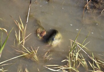 メスに巻きつくオス(産卵を促す)