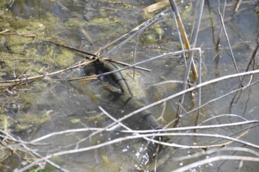 メスに巻きつくオス(産卵を促す)