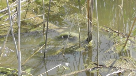 メスに巻きつくオス(産卵を促す)
