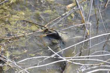 メスに巻きつくオス(産卵を促す)