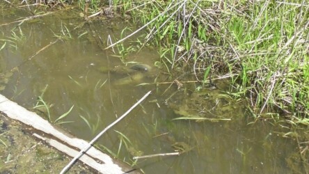 メスに巻きつくオス(産卵を促す)