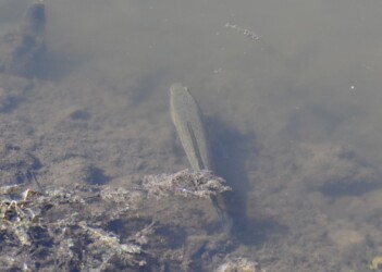 沼の縁にいるライギョ(幼魚)