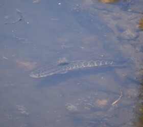 沼の縁にいるライギョ(幼魚)