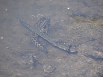 沼の縁にいるライギョ(幼魚)