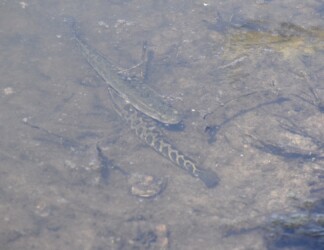 沼の縁にいるライギョ(幼魚)
