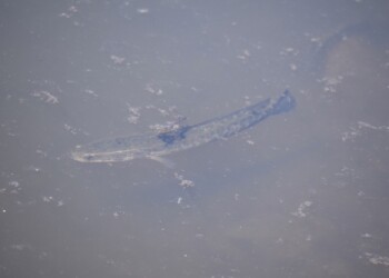 泳い出すライギョ