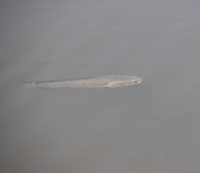 泳ぎ出すライギョ