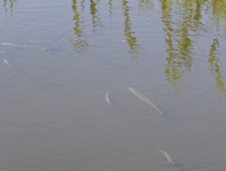 フナの近くを泳ぐライギョ