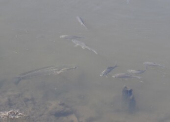 フナの近くを泳ぐライギョ