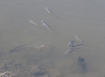 フナの近くを泳ぐライギョ