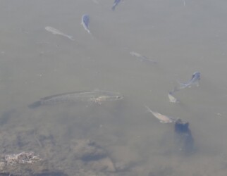 フナの近くを泳ぐライギョ