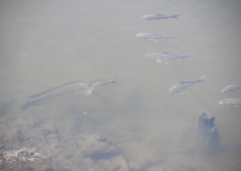 フナの近くを泳ぐライギョ