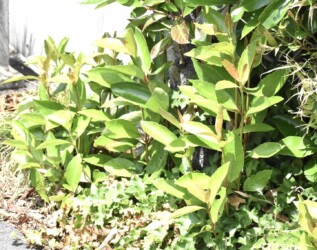 伸びれば剣の作れるサンゴジュ