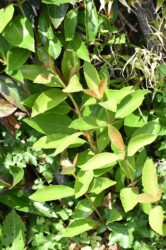 伸びれば剣の作れるサンゴジュ