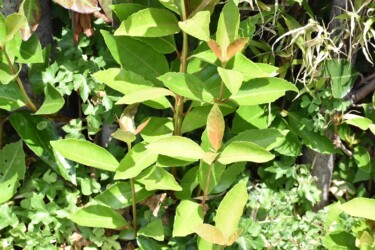 伸びれば剣の作れるサンゴジュ