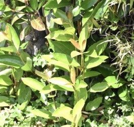 伸びれば剣の作れるサンゴジュ