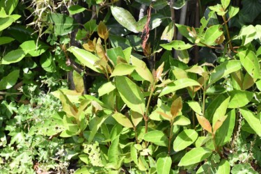 伸びれば剣の作れるサンゴジュ