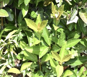 伸びれば剣の作れるサンゴジュ