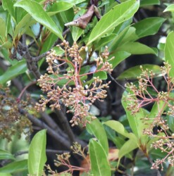 サンゴジュの実