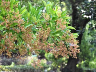 サンゴジュの実