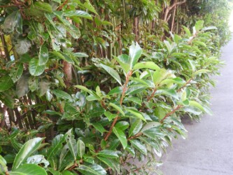 生垣のサンゴジュ