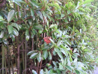 生垣のサンゴジュ