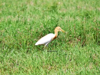 叢で餌を探すアマサギ