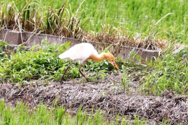 叢で餌を探すアマサギ