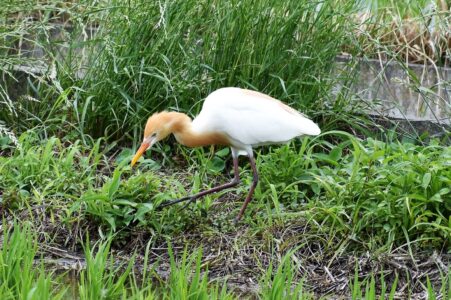 叢で餌を探すアマサギ