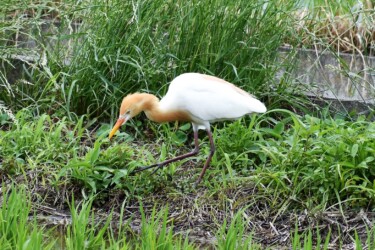 叢で餌を探すアマサギ