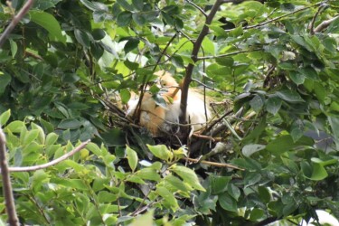 コロニーで営巣中のアマサギ