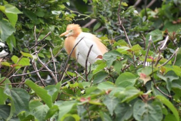 コロニーで営巣中のアマサギ