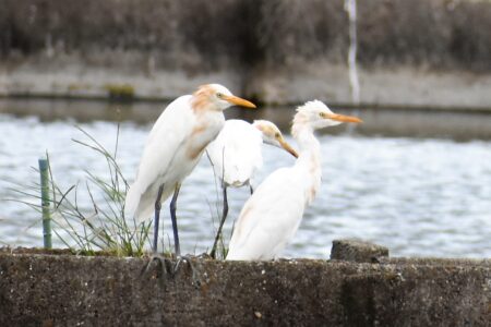 秋に群れるアマサギ