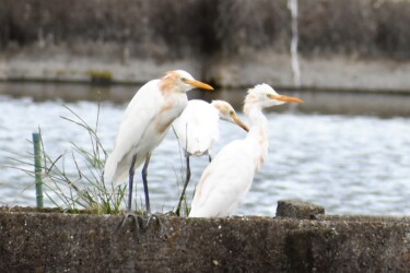 秋に群れるアマサギ