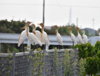 秋に群れるアマサギ