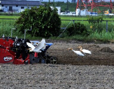 耕運機の後を追いかけるアマサギ